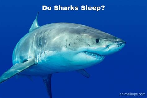 sharking sleep|Animals sleep, but little is known about how sharks do it.